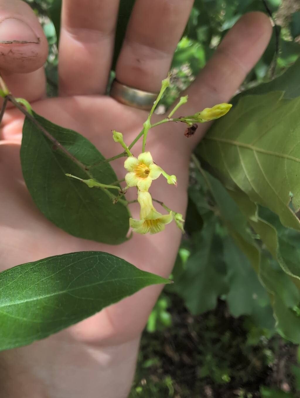 Thyrsanthella difformis flower