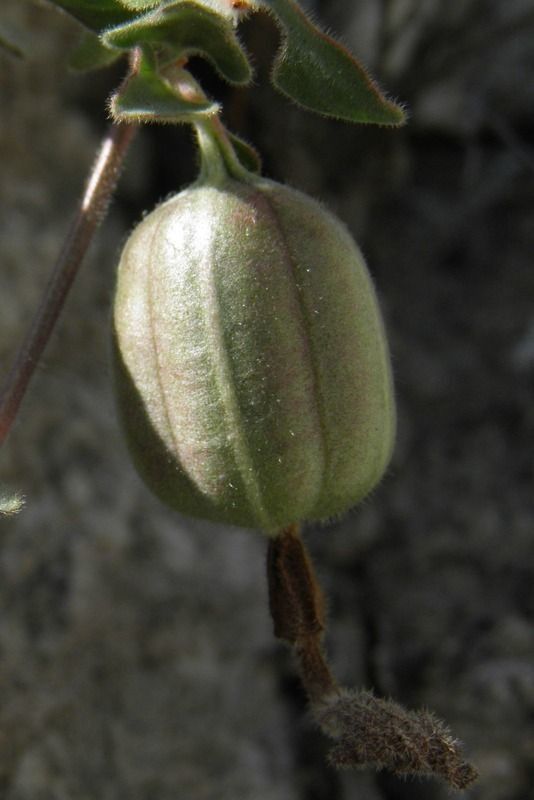 Aristolochia coryi fruit