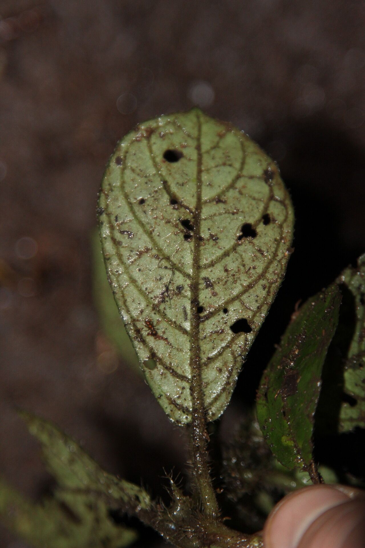 Psychotria rhynchodiscus — houseplant care guide