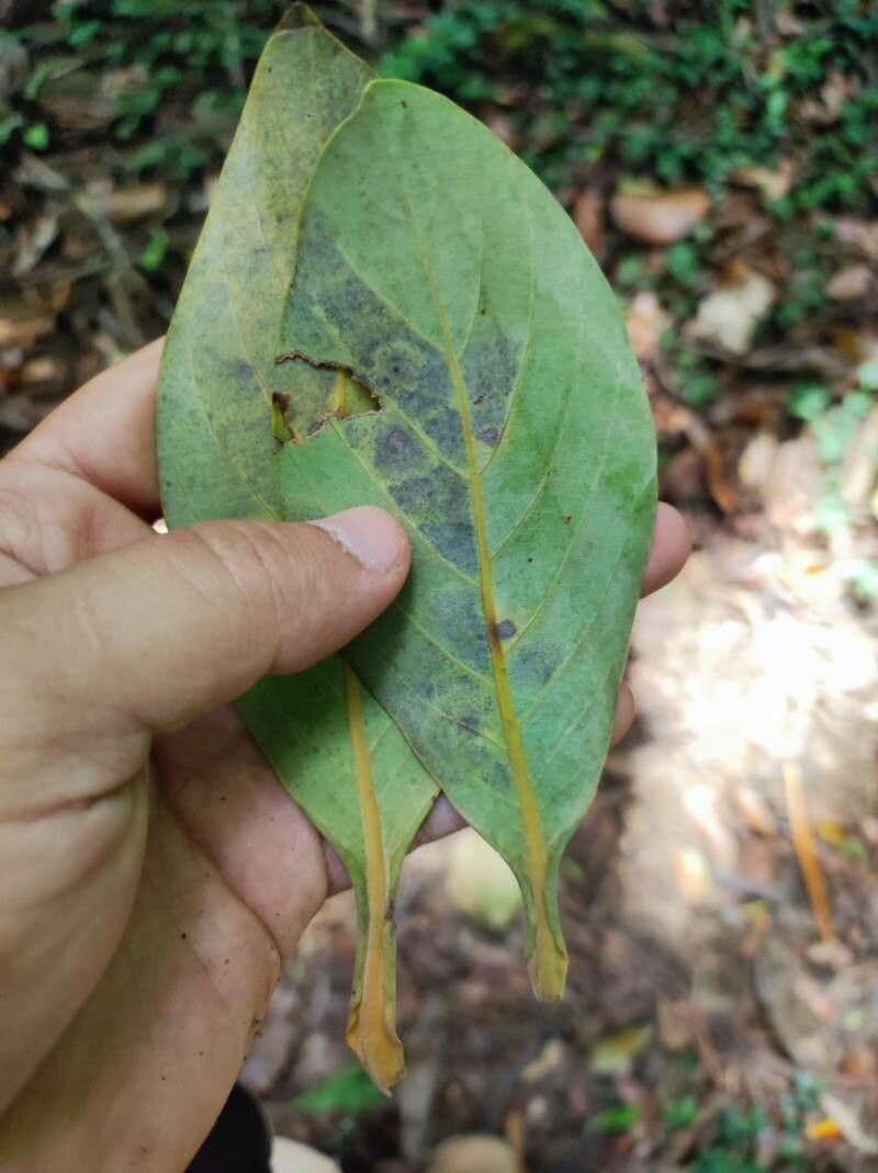 Ocotea glaucosericea — houseplant care guide