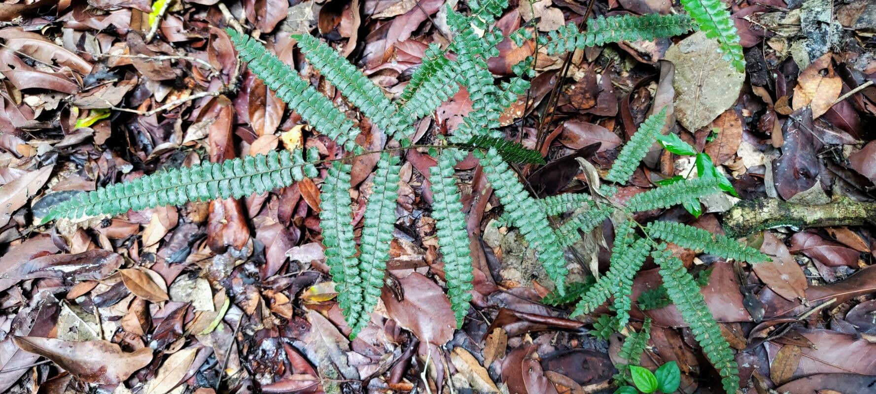 Adiantum vogelii habit