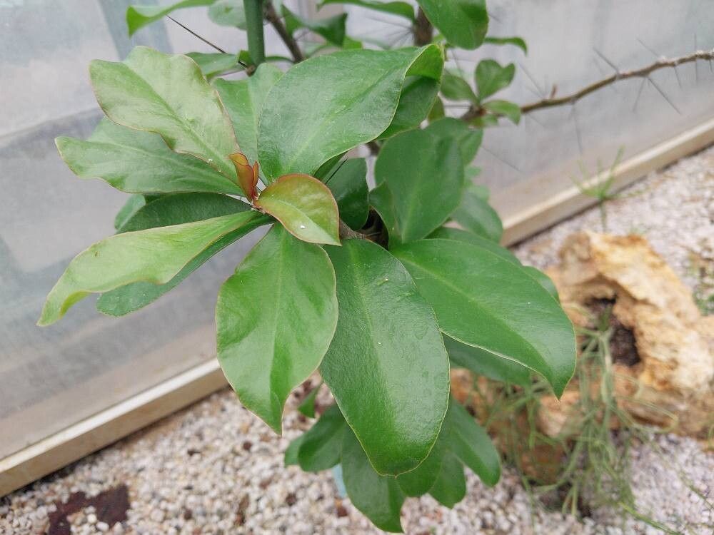 Pereskia bahiensis — related species from the same genus