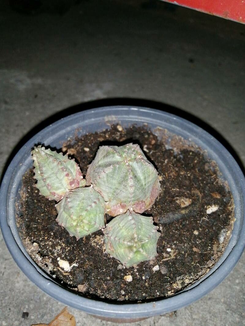 Euphorbia pseudoglobosa flower