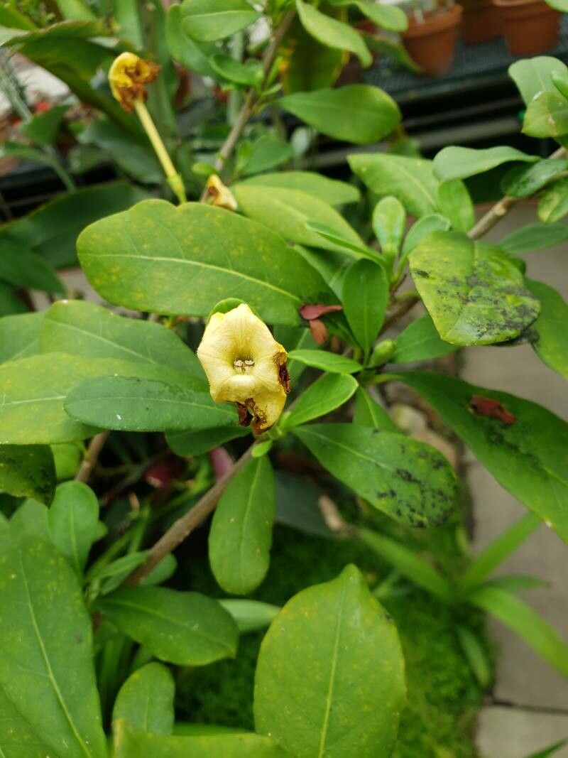 Brunfelsia americana flower