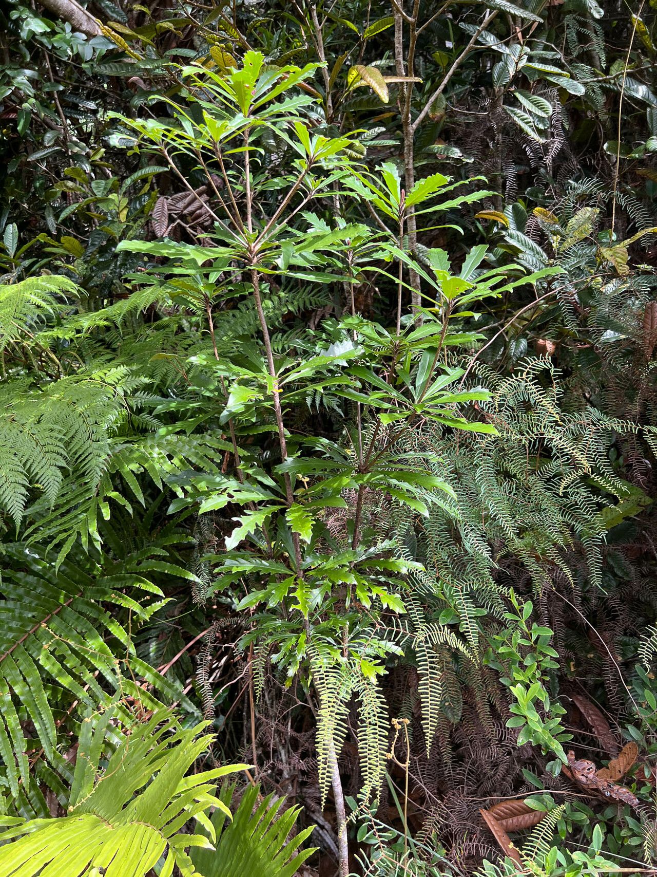 Pittosporum verrucosum habit