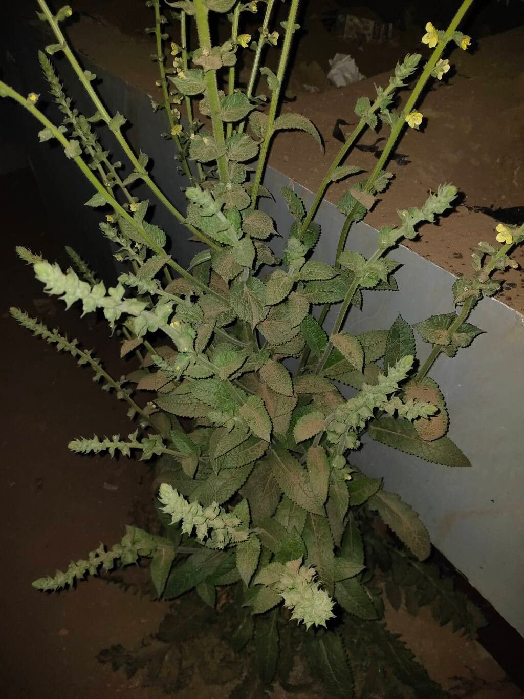 Verbascum coromandelianum — search result for 'Verbascum'