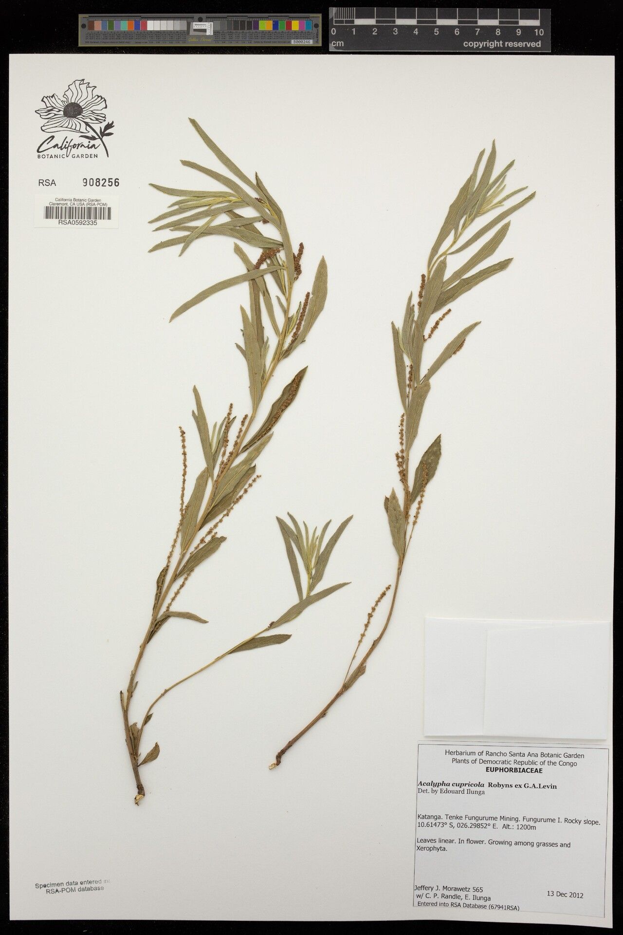 Acalypha dikuluwensis — houseplant care guide