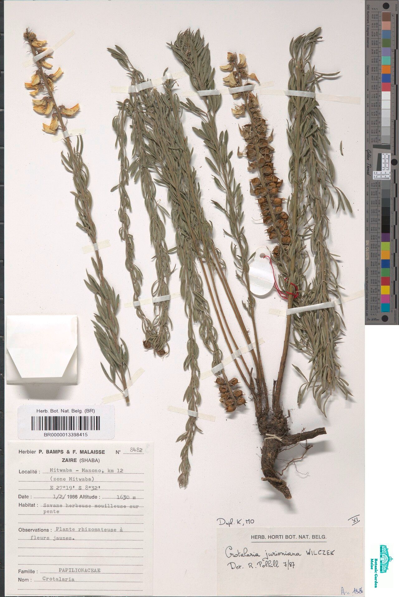 Crotalaria jurioniana — houseplant care guide