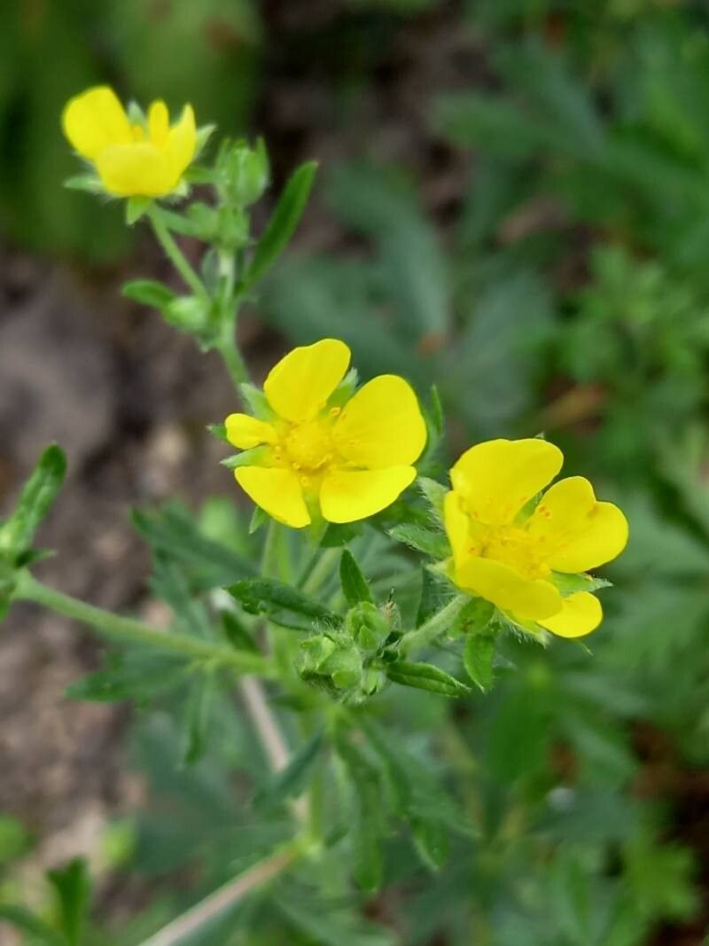Potentilla rhenana flower