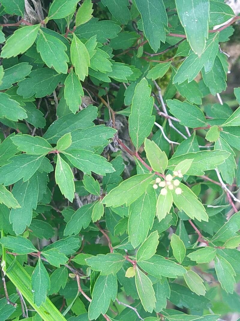 Spiraea decumbens leaf