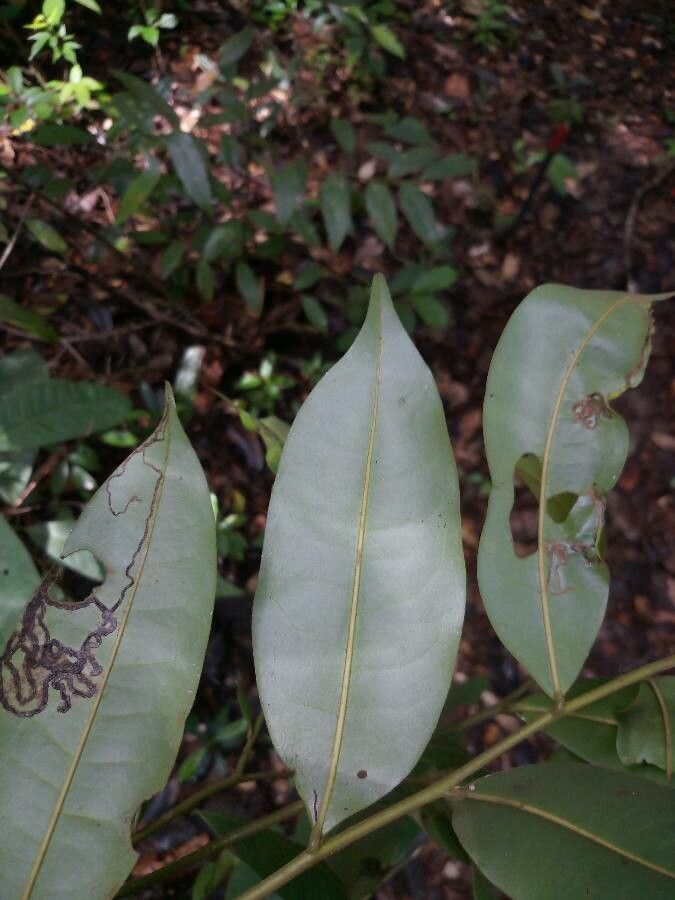 Guatteria citriodora — houseplant care guide