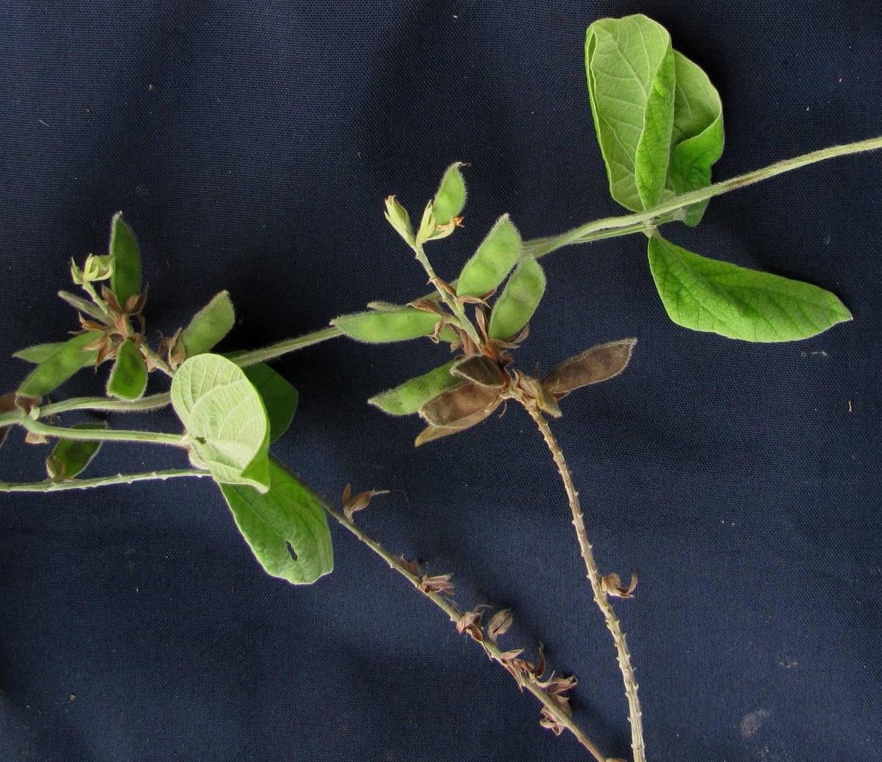 Rhynchosia reticulata other