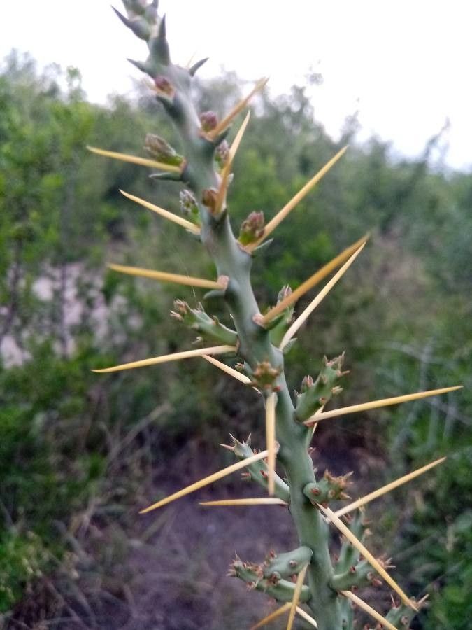 Cylindropuntia leptocaulis bark