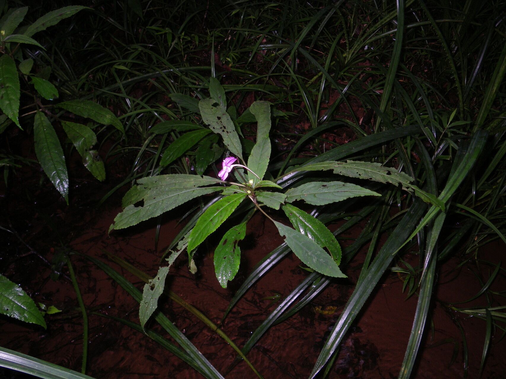 Impatiens lyallii habit