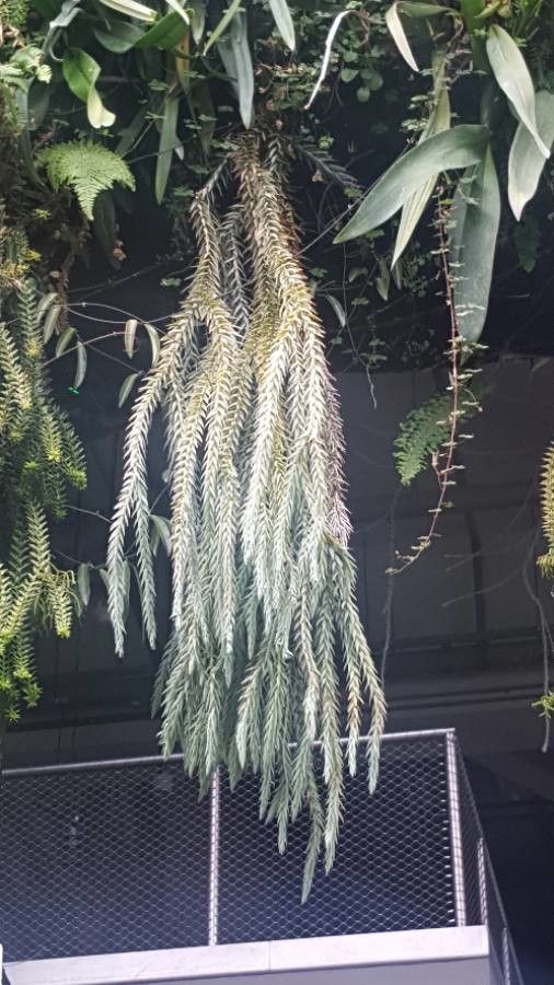 Phlegmariurus goebelii — related species from the same genus