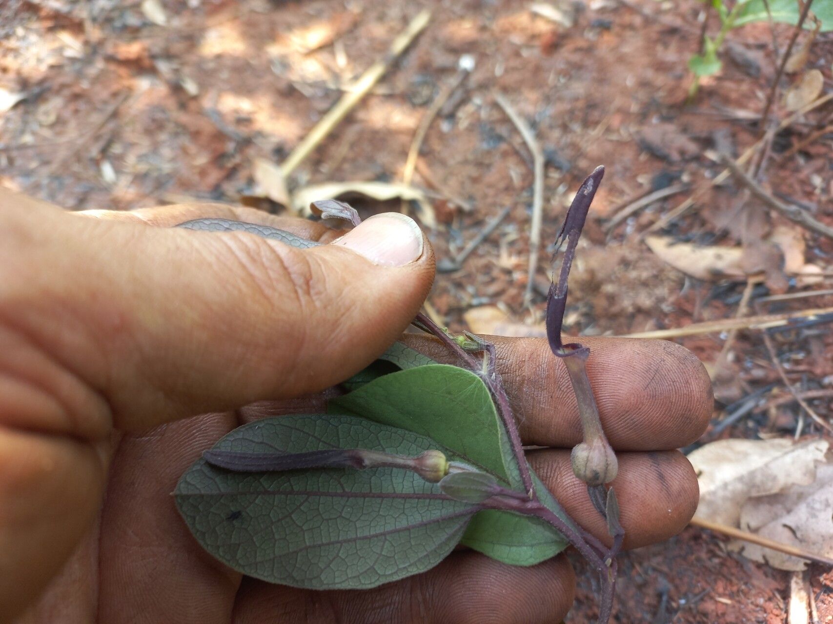 Aristolochia heppii — search result for 'Aristolochia'