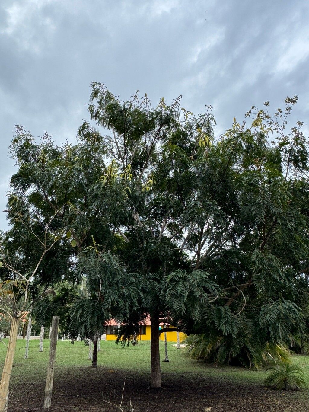 Dinizia jueirana-facao habit