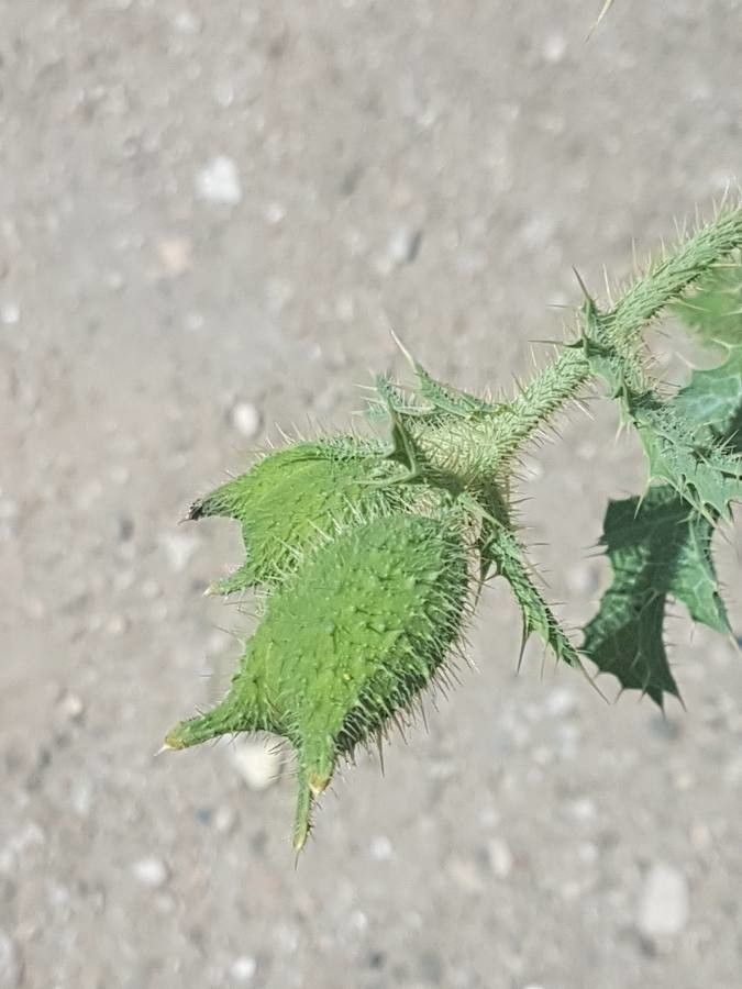 Argemone albiflora fruit