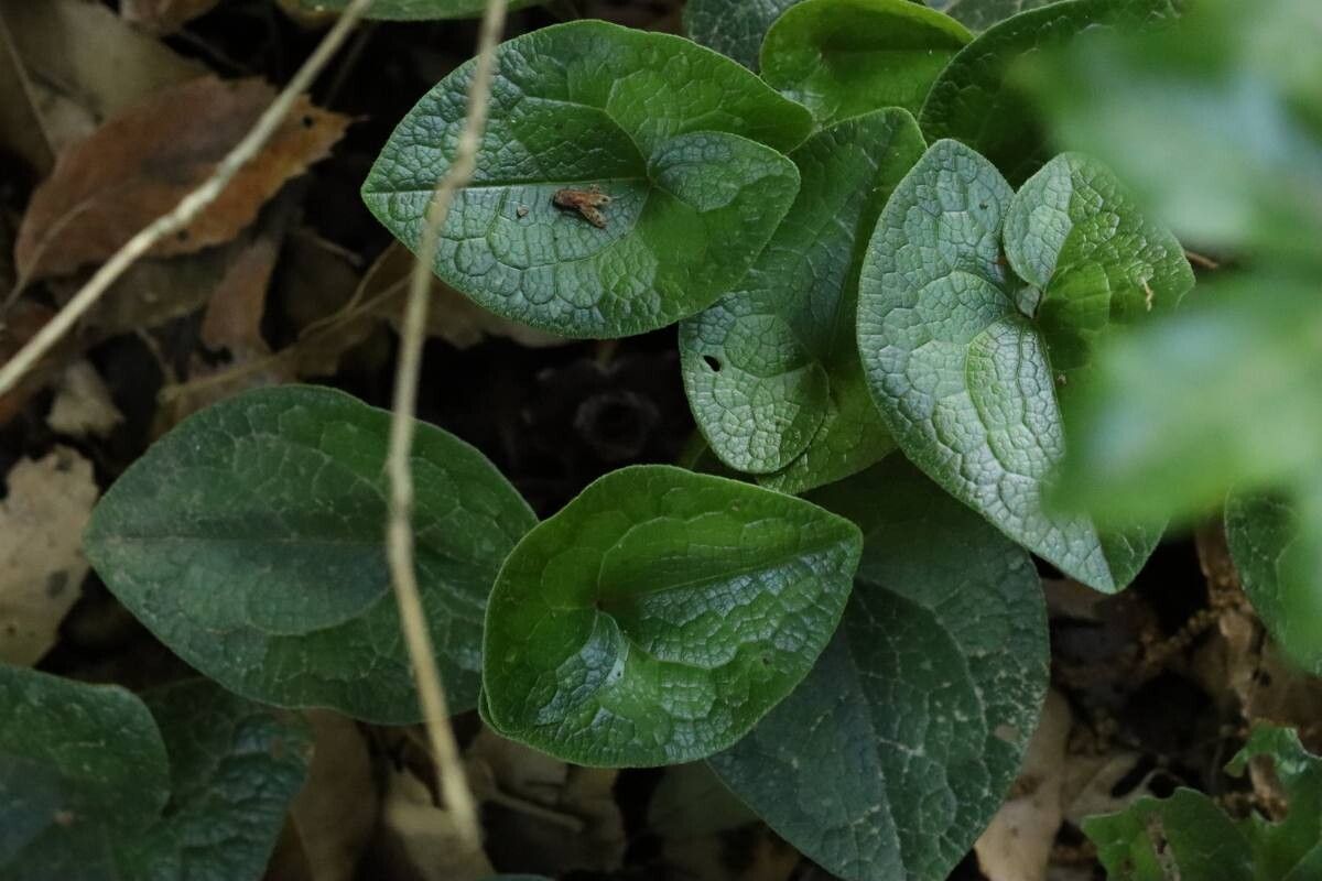 Asarum tamaense — search result for 'Asarum'