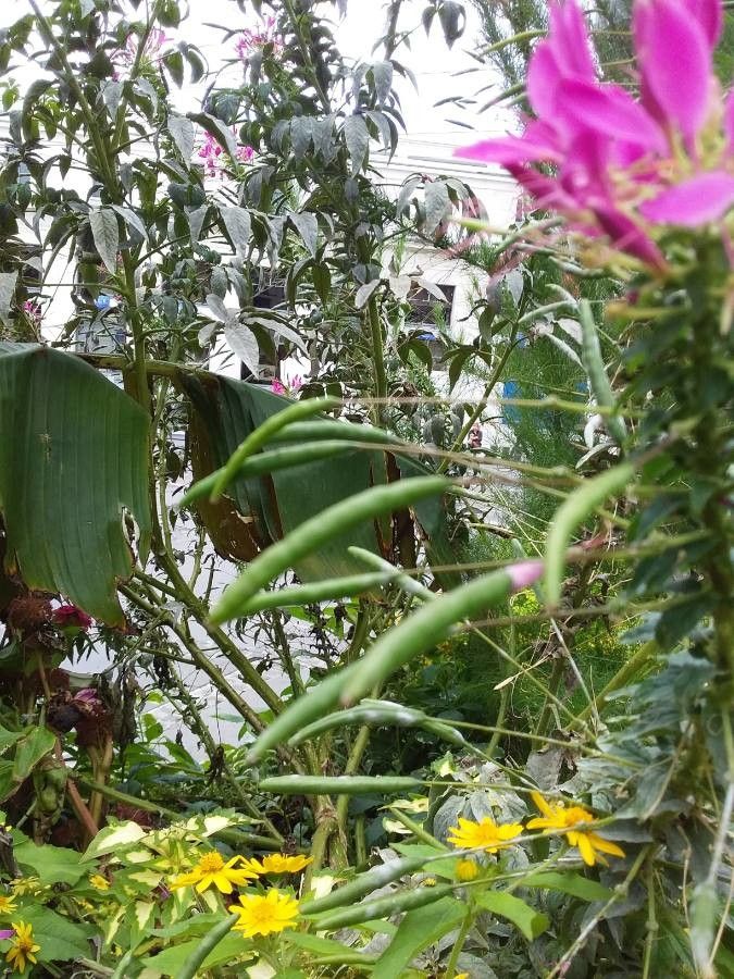 Cleome hassleriana fruit