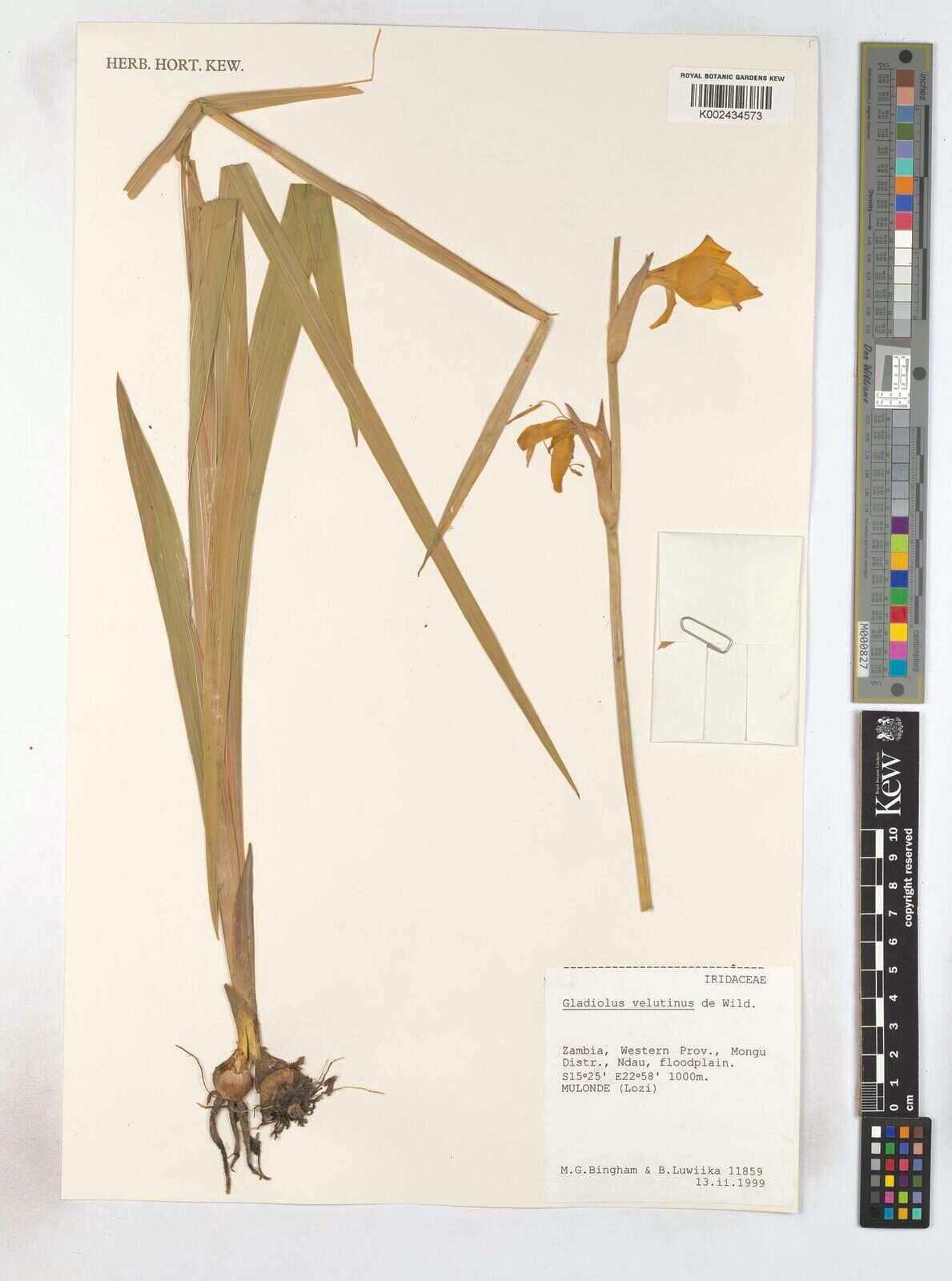 Gladiolus velutinus — search result for 'Gladiolus'