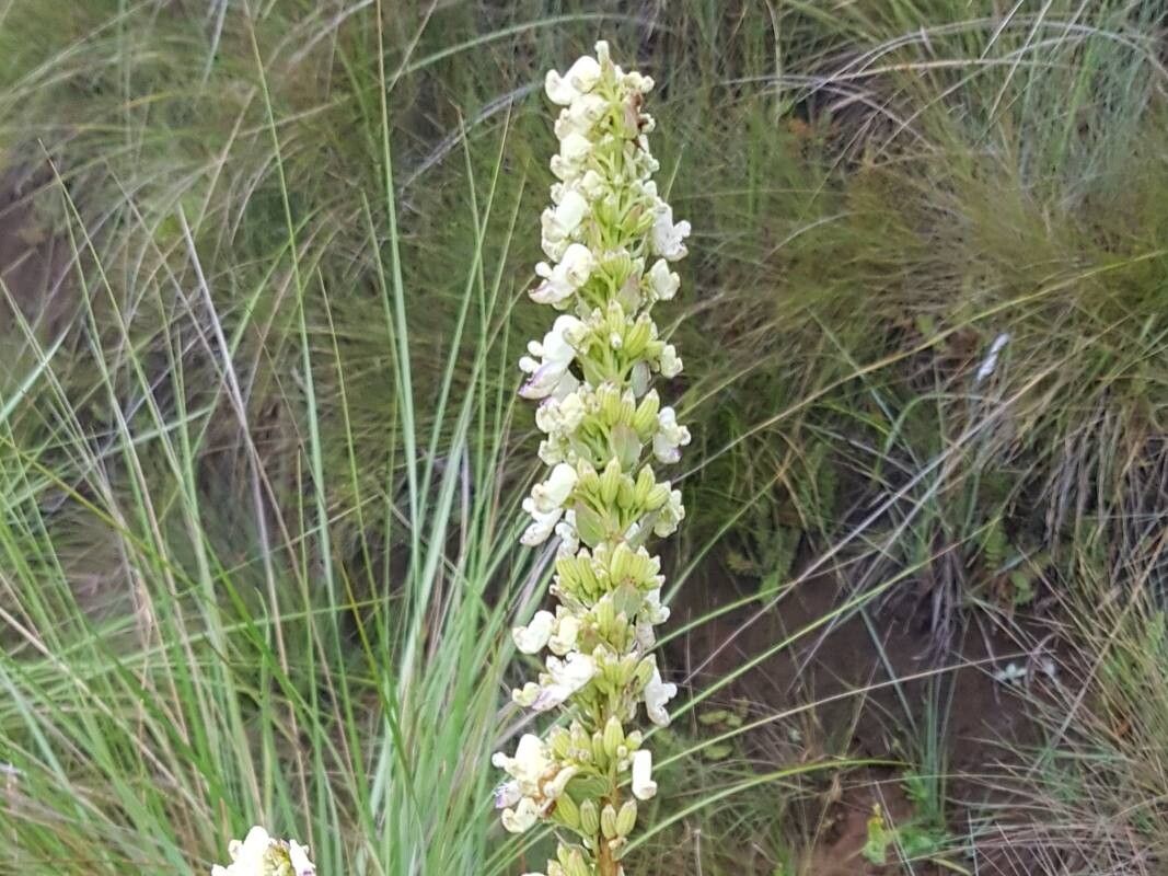 Coleus calycinus flower
