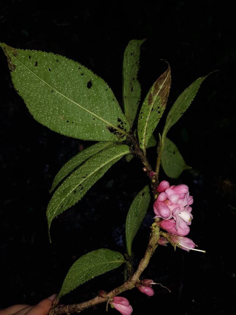 Symplocos povedae leaf