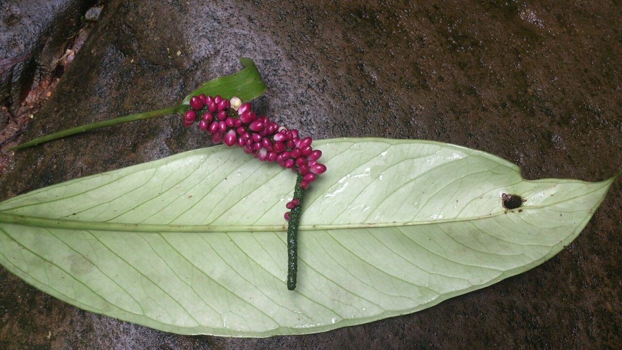 Anthurium acutangulum leaf