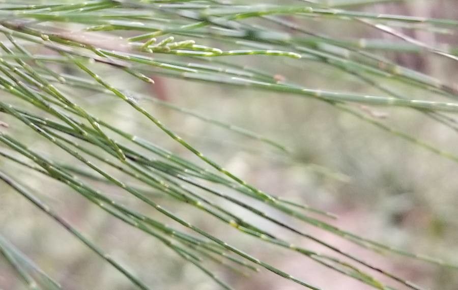 Allocasuarina torulosa leaf