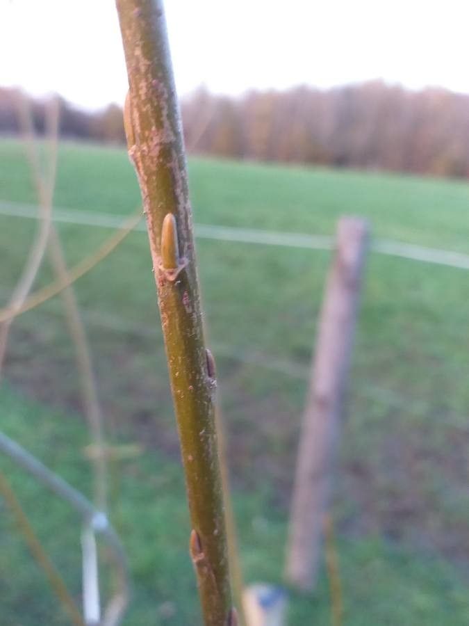 Salix miyabeana bark