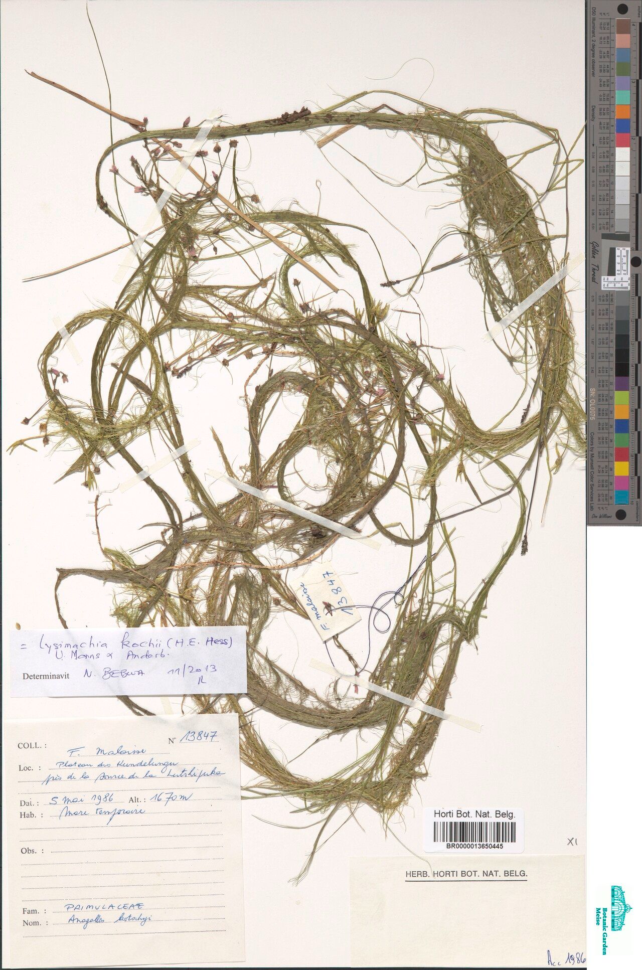 Lysimachia kochii — search result for 'Lysimachia'