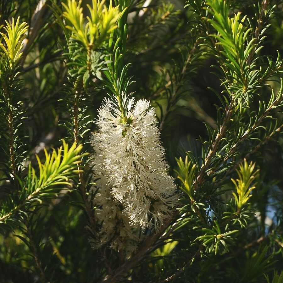 Melaleuca armillaris