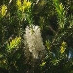 Melaleuca armillaris