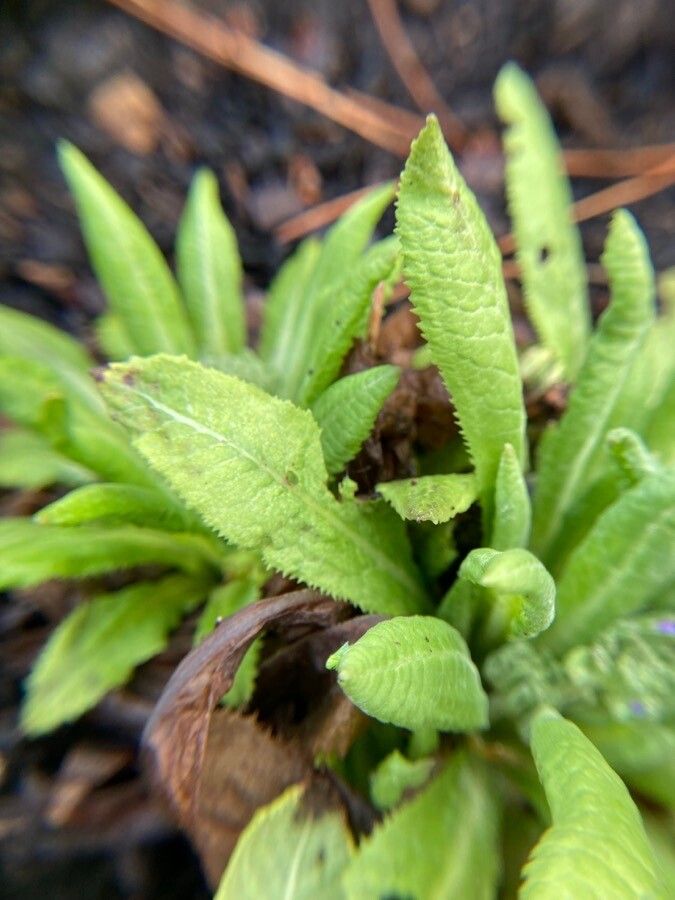 Primula denticulata — search result for 'Primulaceae'