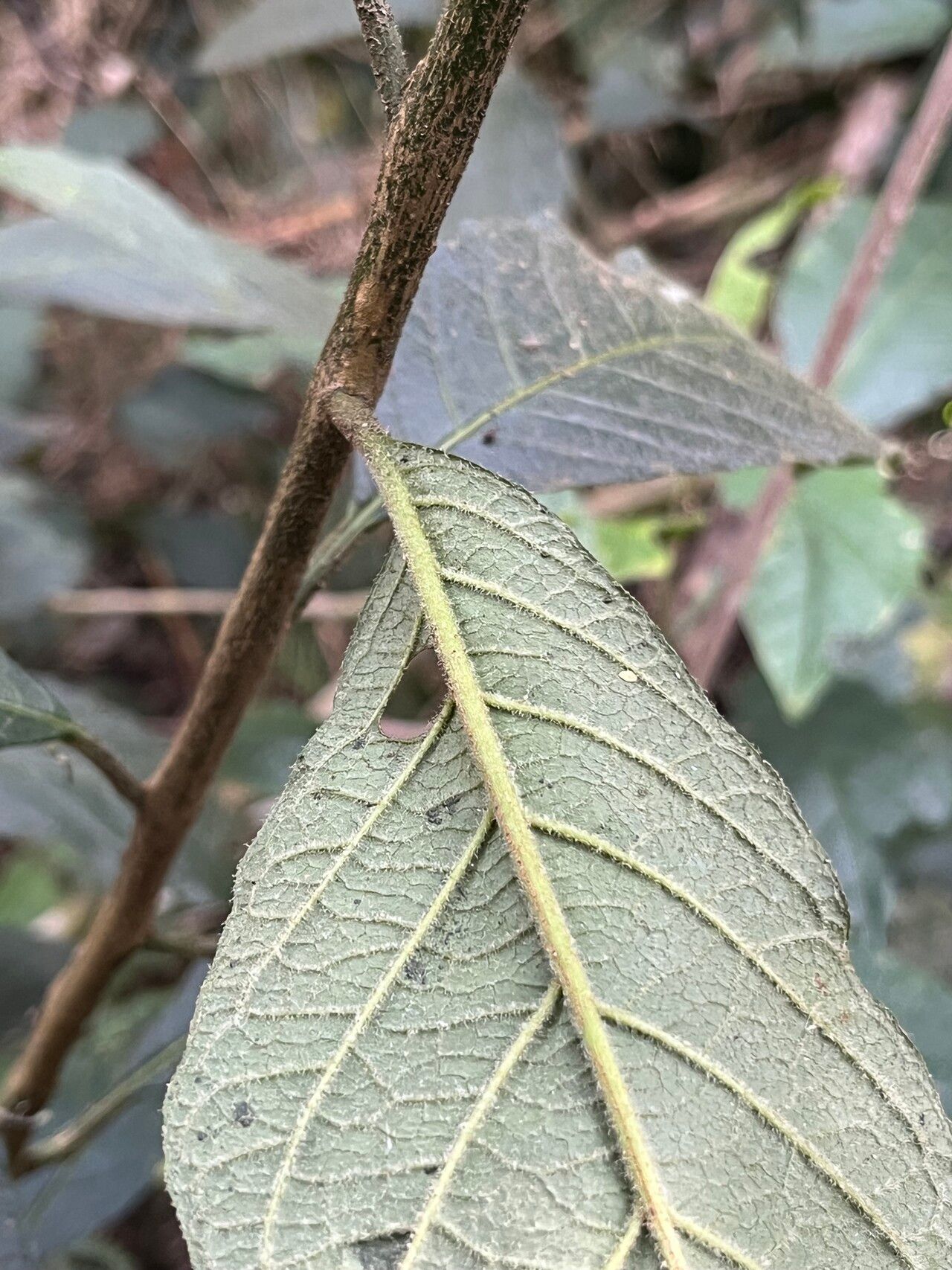 Solanum callianthum leaf