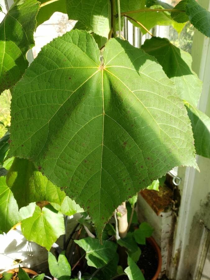 Dombeya punctata — search result for 'Dombeya'
