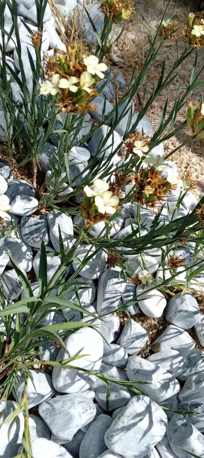 Dianthus knappii habit