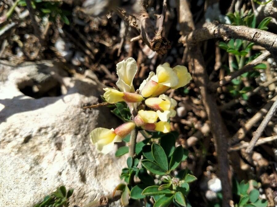 Chamaecytisus mollis flower