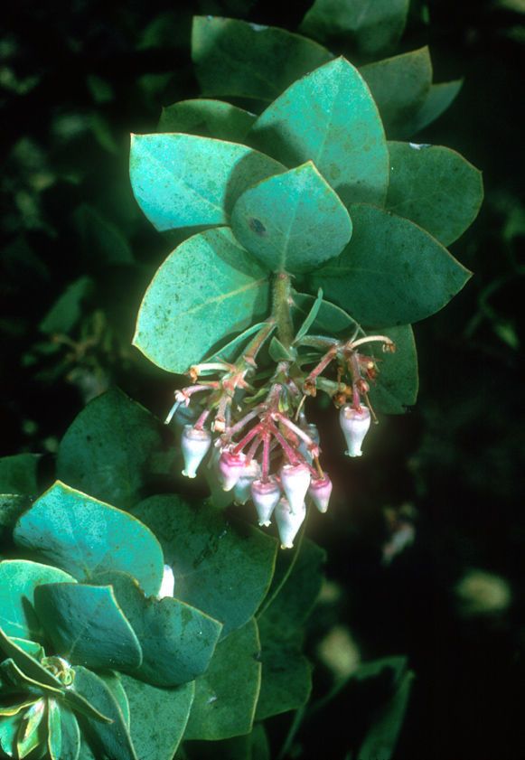 Arctostaphylos pallida flower