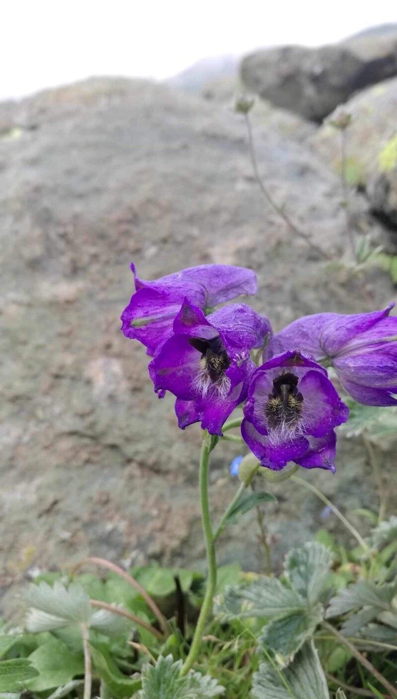 Delphinium brunonianum flower