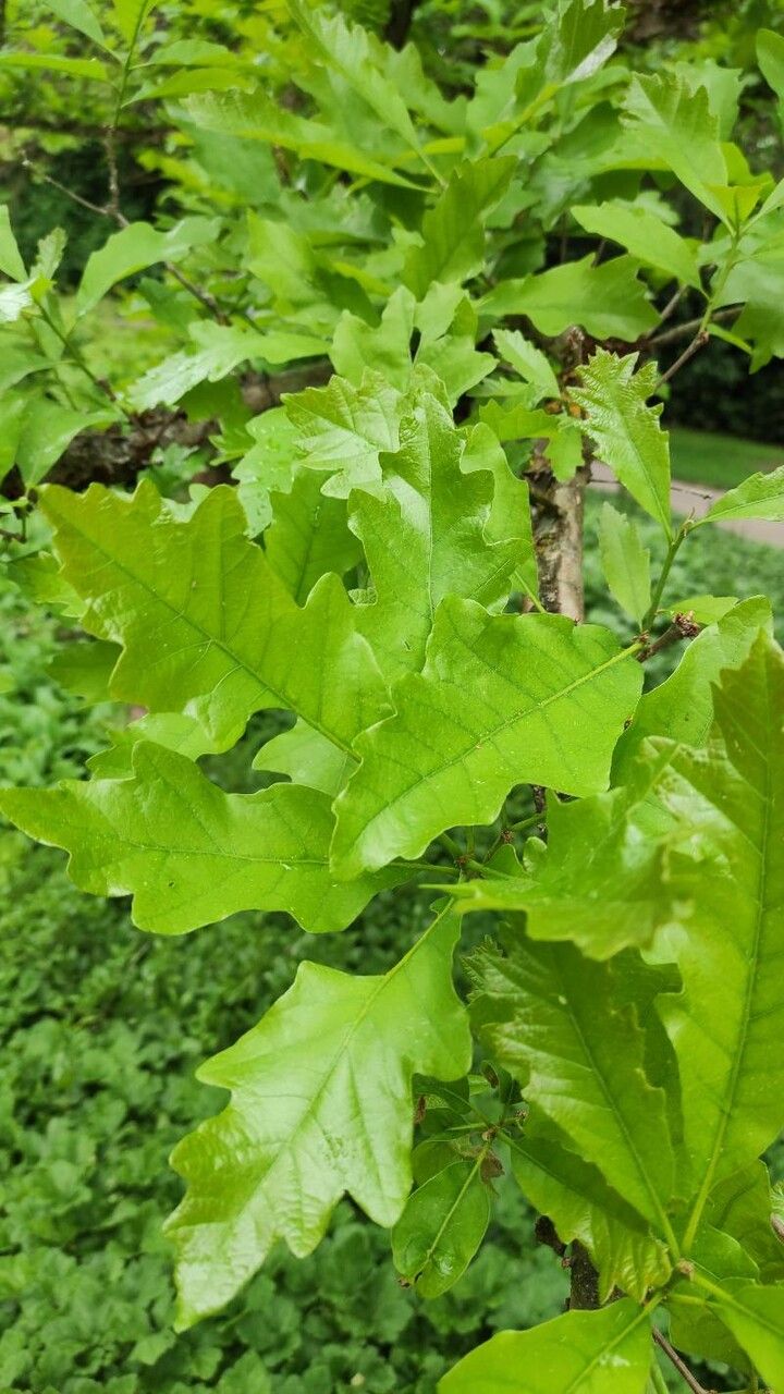 Quercus lyrata — houseplant care guide