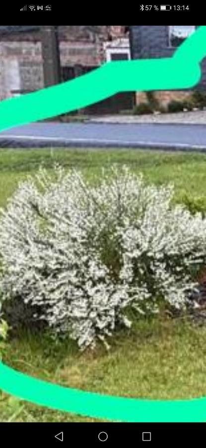 Olearia virgata flower