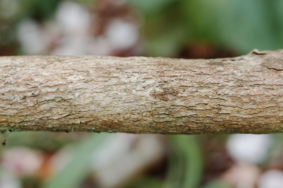 Rhododendron callimorphum bark
