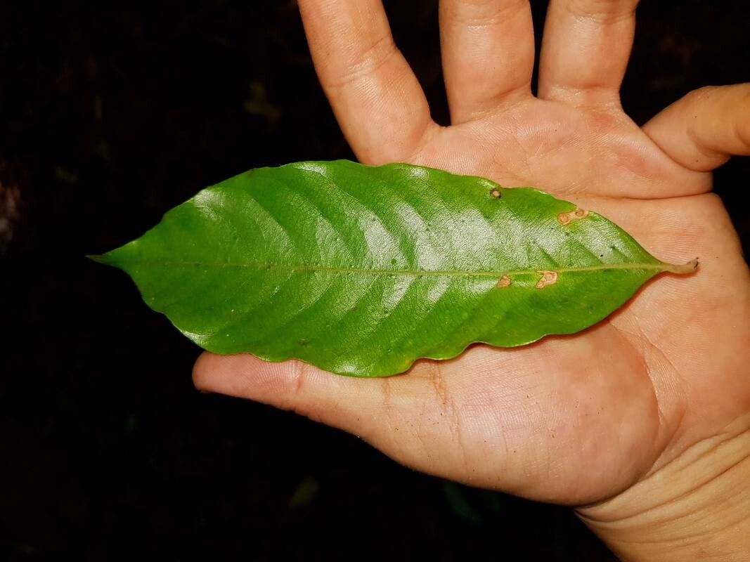 Couepia osaensis leaf