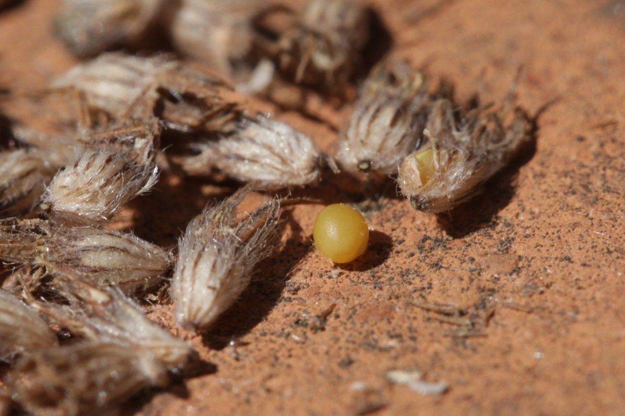 Trifolium leucanthum fruit