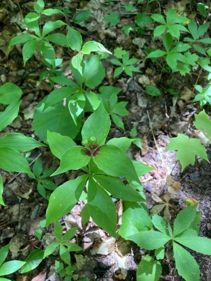 Medeola virginiana fruit