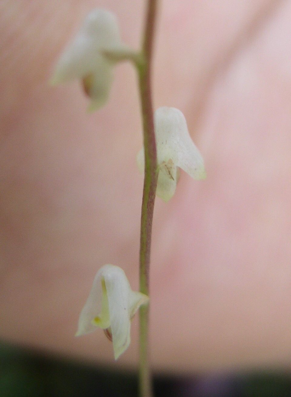 Bulbophyllum summerhayesianum flower