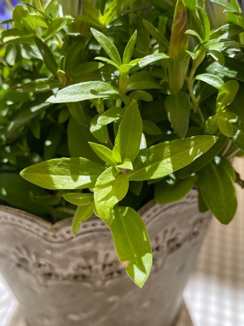 Gentiana septemfida leaf