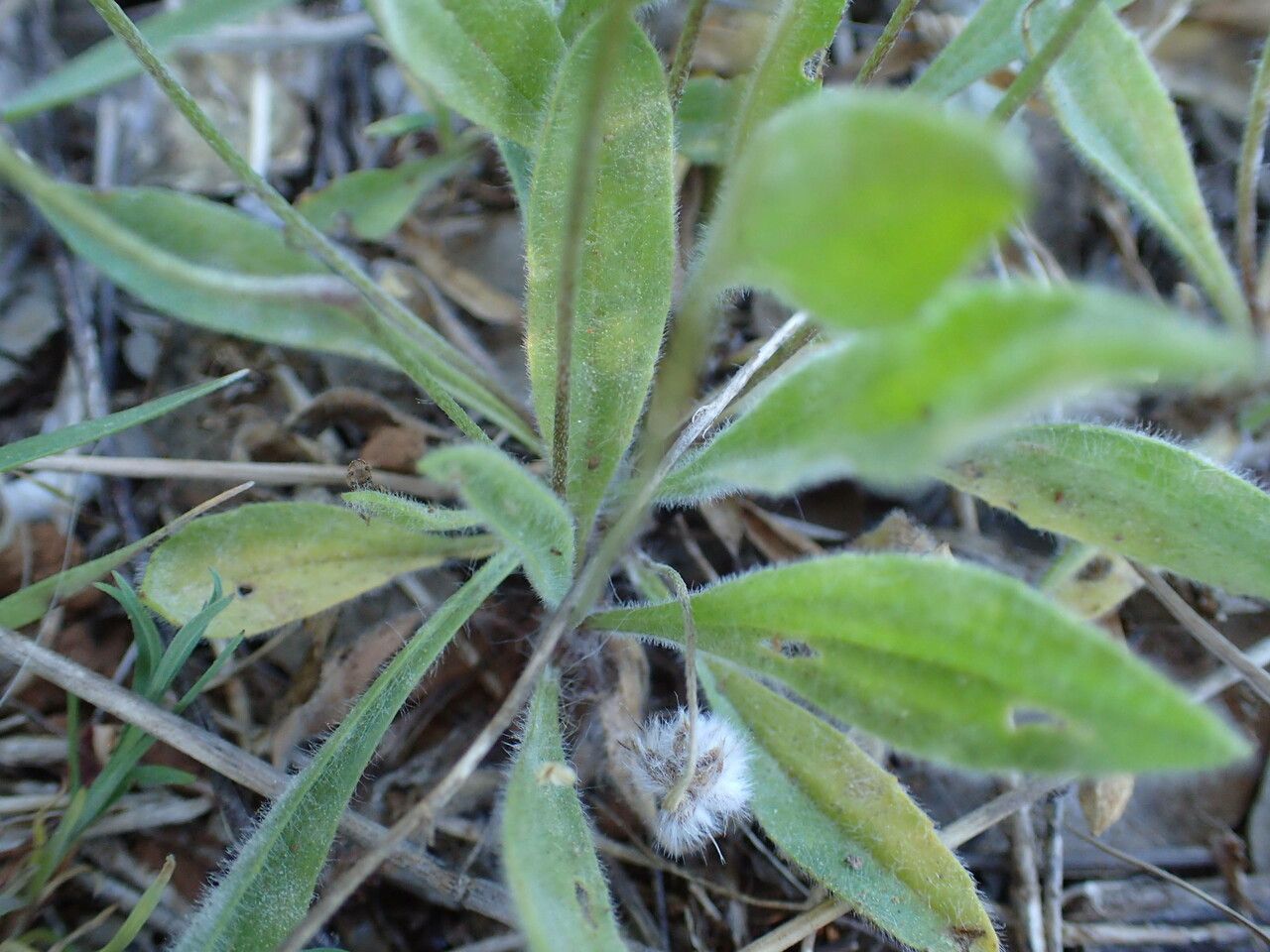 Plantago lagopus — search result for 'Plantago'