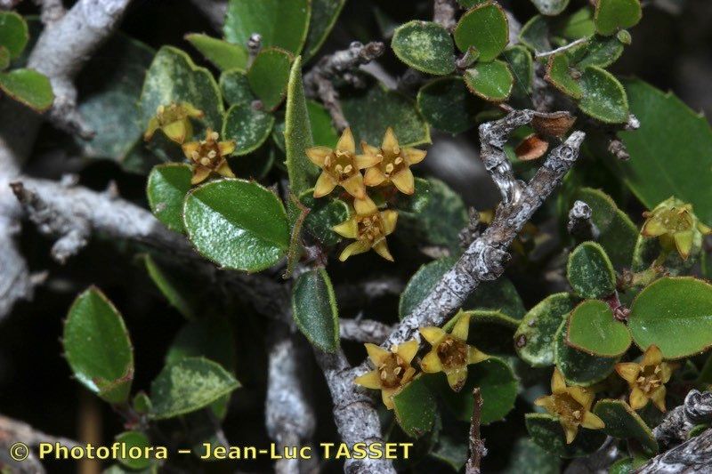 Rhamnus myrtifolia flower